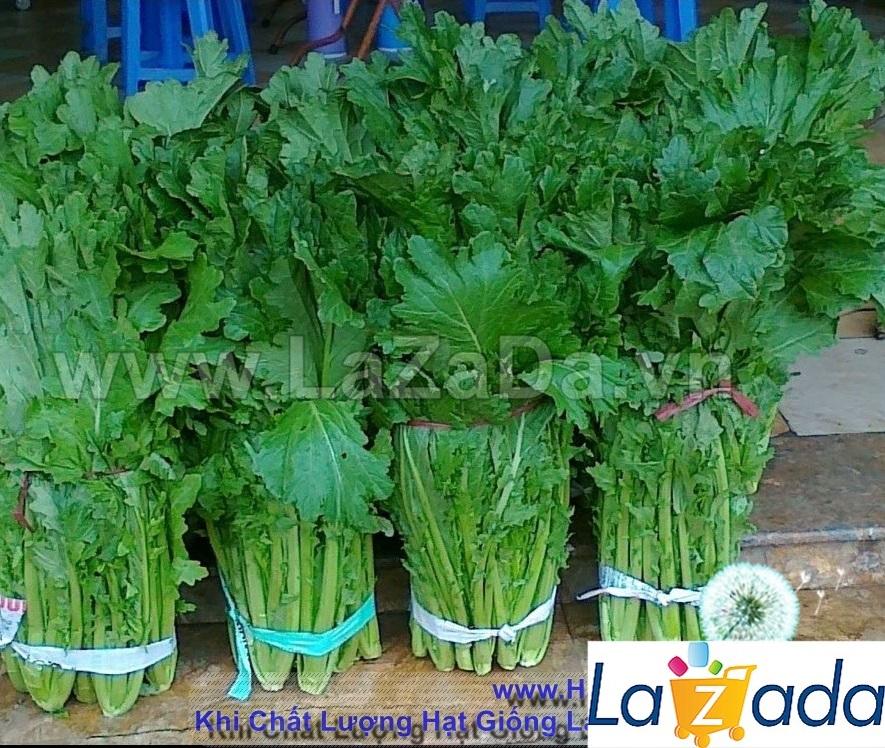 10Gr Hạt Giống Cải Mèo (A3.203| G3*W55*M031)