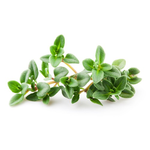 "Gói 100 Hạt " Hạt giống cỏ xạ hương (Thyme)