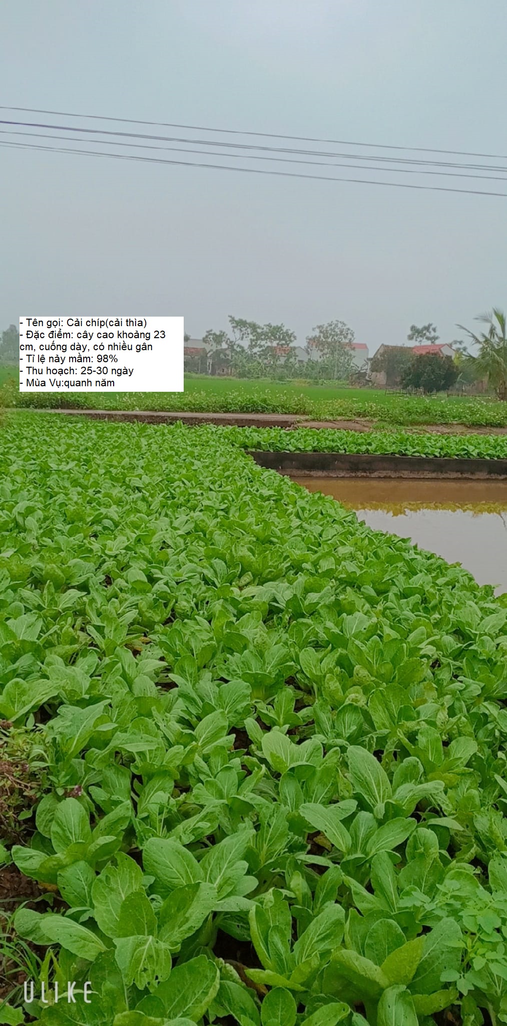 Gói 20gram Hạt giống rau cải chíp (cải thìa - cải chít) -STT0012