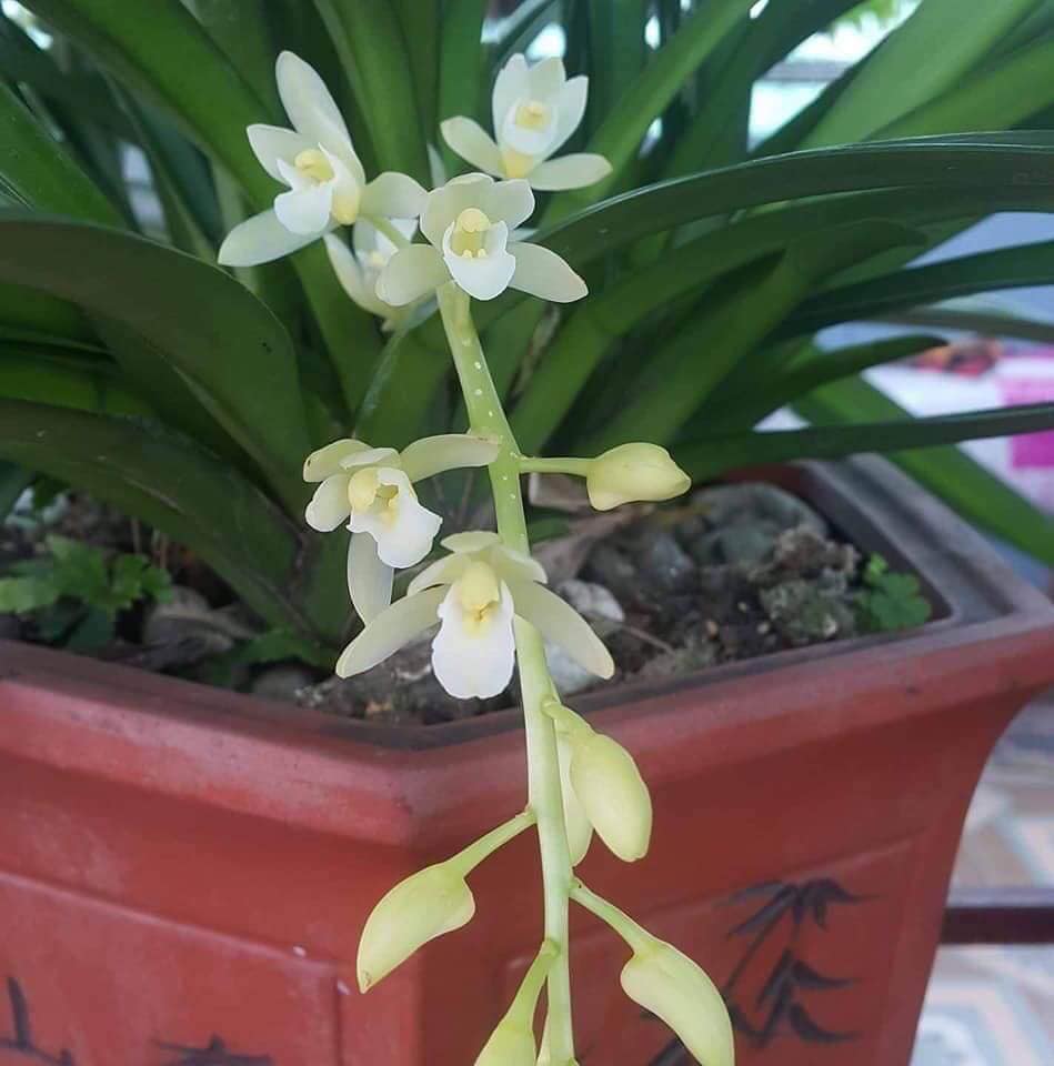 kiếm giống tuyết ngọc
