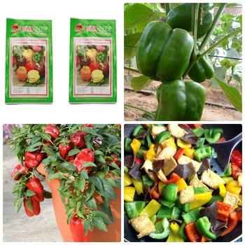 Bộ 02 gói hạt giống ớt chuông ngọt tặng 01 gói phân bón