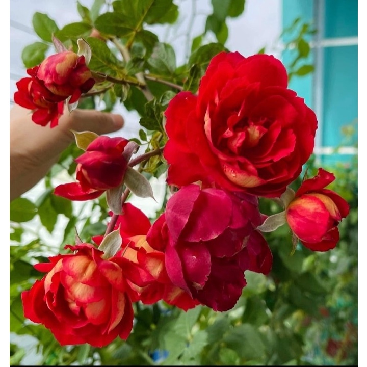GỐC HOA HỒNG SIÊU NỤ (KHÁCH ĐƯỢC CHỌN   MÀU)