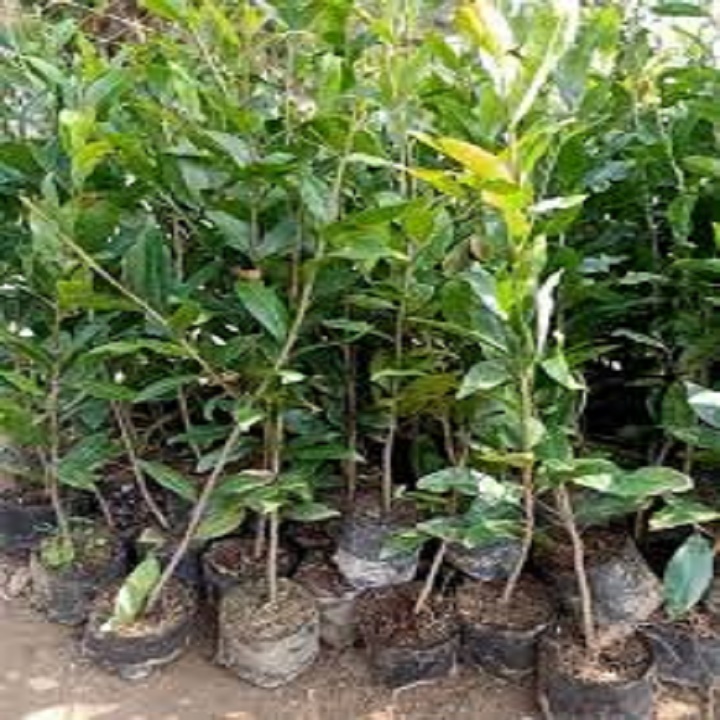CÂY GIỐNG MAI VÀNG CÚC THỌ HƯƠNG