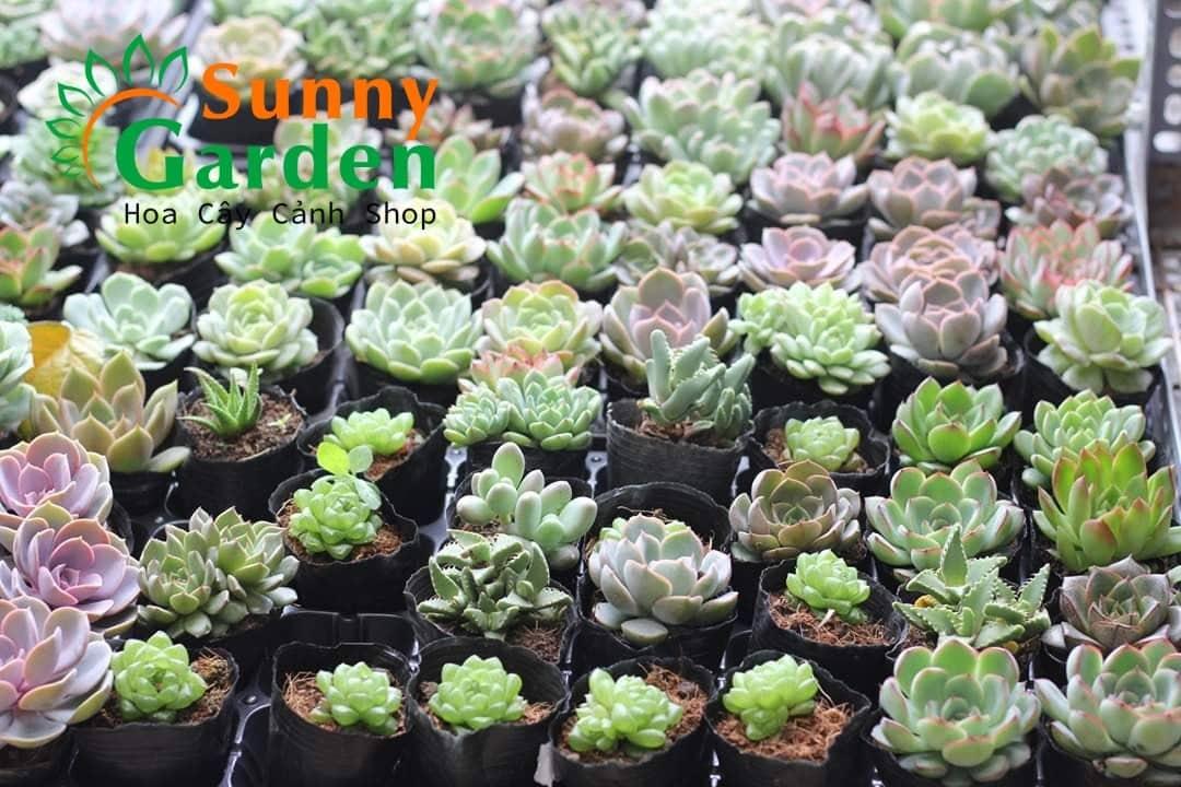 Combo 10 Cây Sen Đá Phổ Thông Khác Nhau, Có Bầu Đất, Từ 5-7cm Tuỳ Vào Từ Loại Mà Kích Thước Khác Nhau , Chọn Ngẫu Nhiên Cây shop giao là sen đá nằm trong bầu đất với kích cỡ từ 5-7cm.