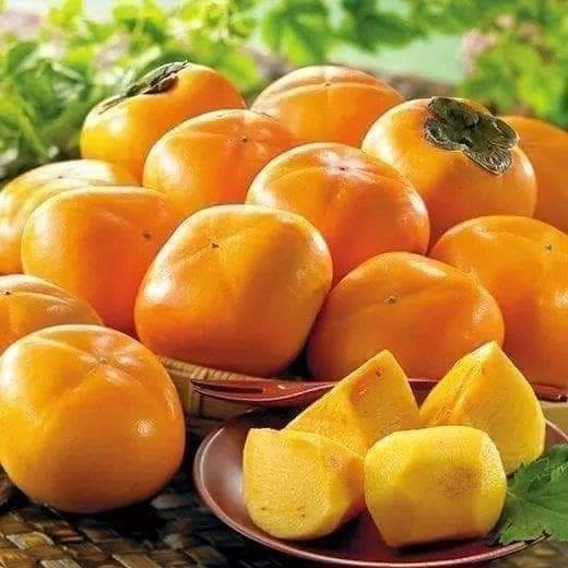 cây giống hồng giòn nhật bản (cây ghép chuẩn giống F1)