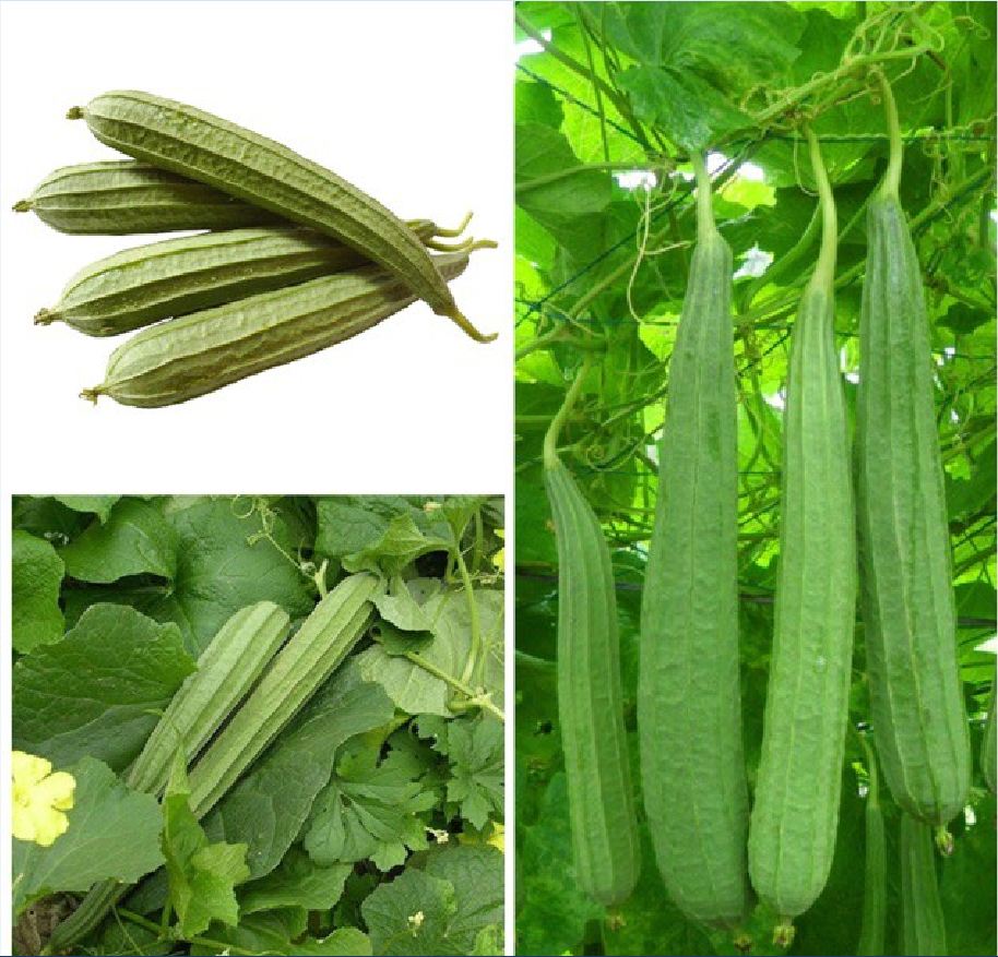 Hạt Giống Mướp Khía Thái Lan - Gói 1gram