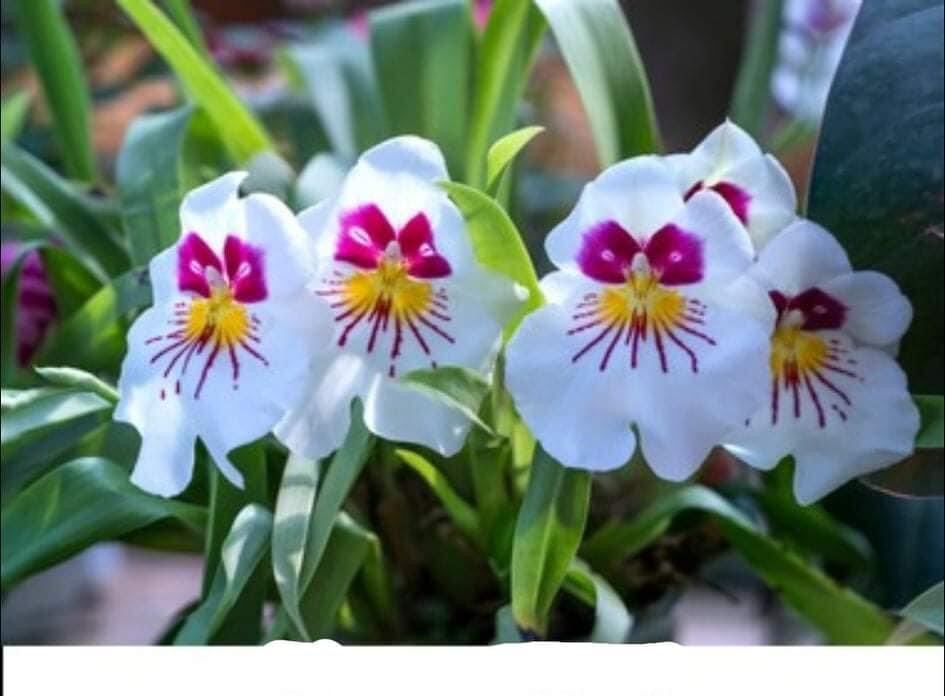 Hoa lan vũ nữ motonia(4 cây) cực thơm qq