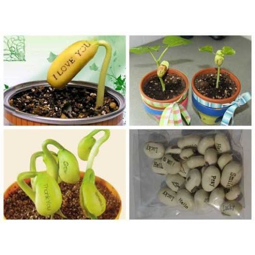 Hạt giống Đậu thần kỳ, Magic bean, đậu khắc chữ và hình giá 1K siêu rẻ chất lượng tốt