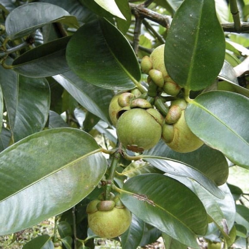 Cây măng cụt giống