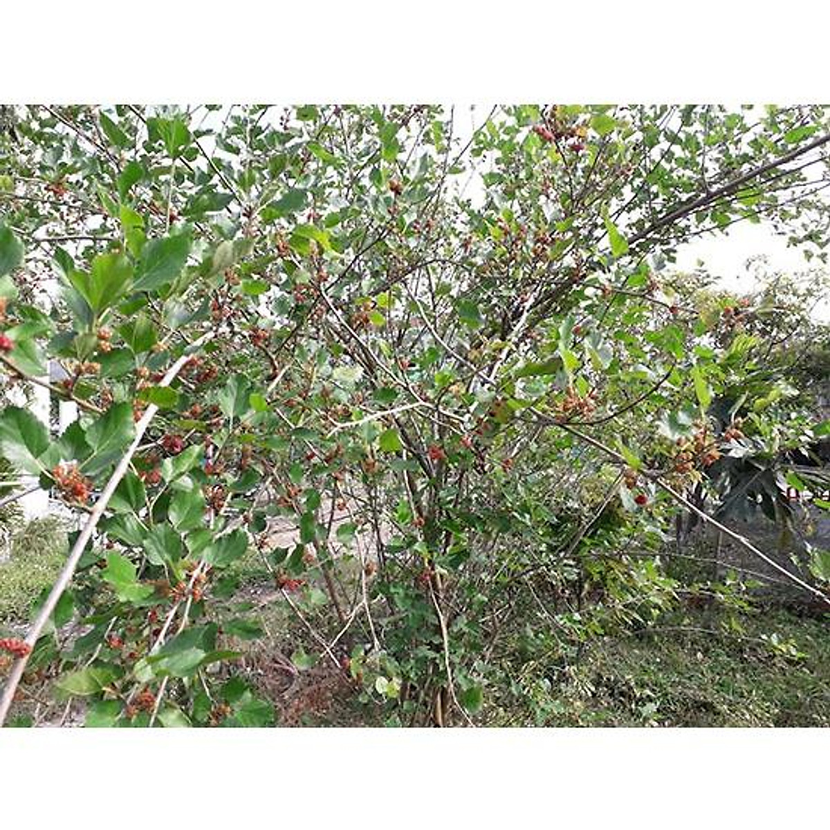 cây dâu tằm, cây giống ăn quả