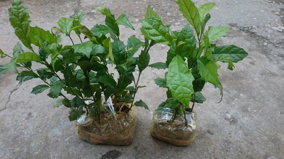 giống cây xạ đen hòa bình com bo 5 cây