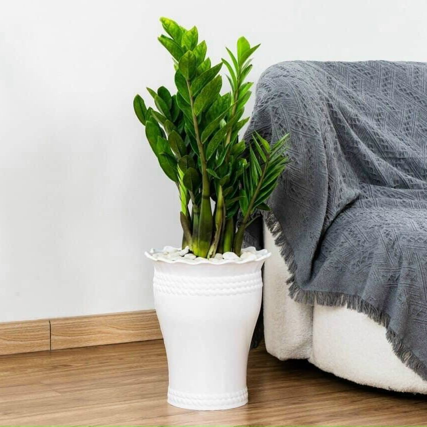 Combo 3 Chậu hoa lục bình nhựa trắng 21cm