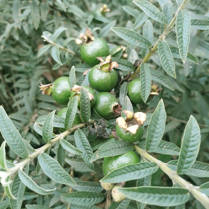 CÂY GIỐNG ỔI SẺ CHIẾT CÀNH, ỔI NHẬT, ỔI LÁ KIM