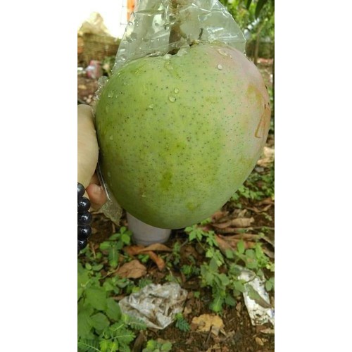 CÂY GIỐNG XOÀI ÚC