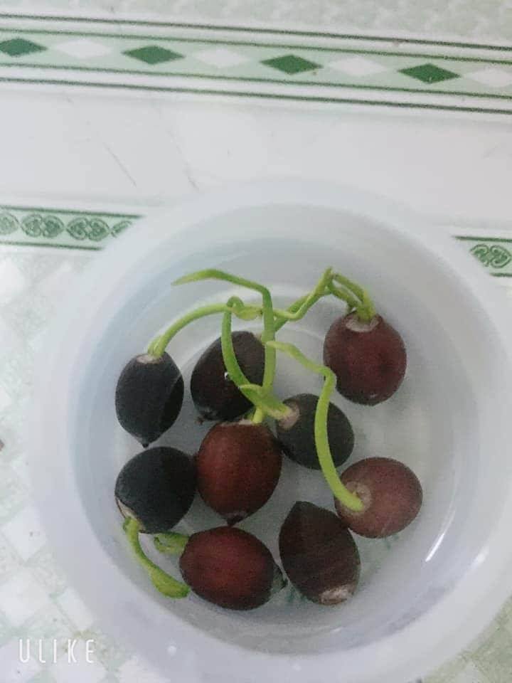 50 Hạt giống sen nhật Mini mix màu