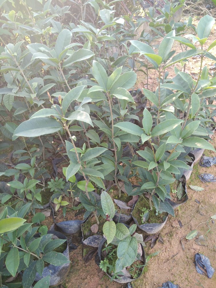 câ mộc hoa trắng cao 40-60cm + Tặng 02 Cây Quế Giống