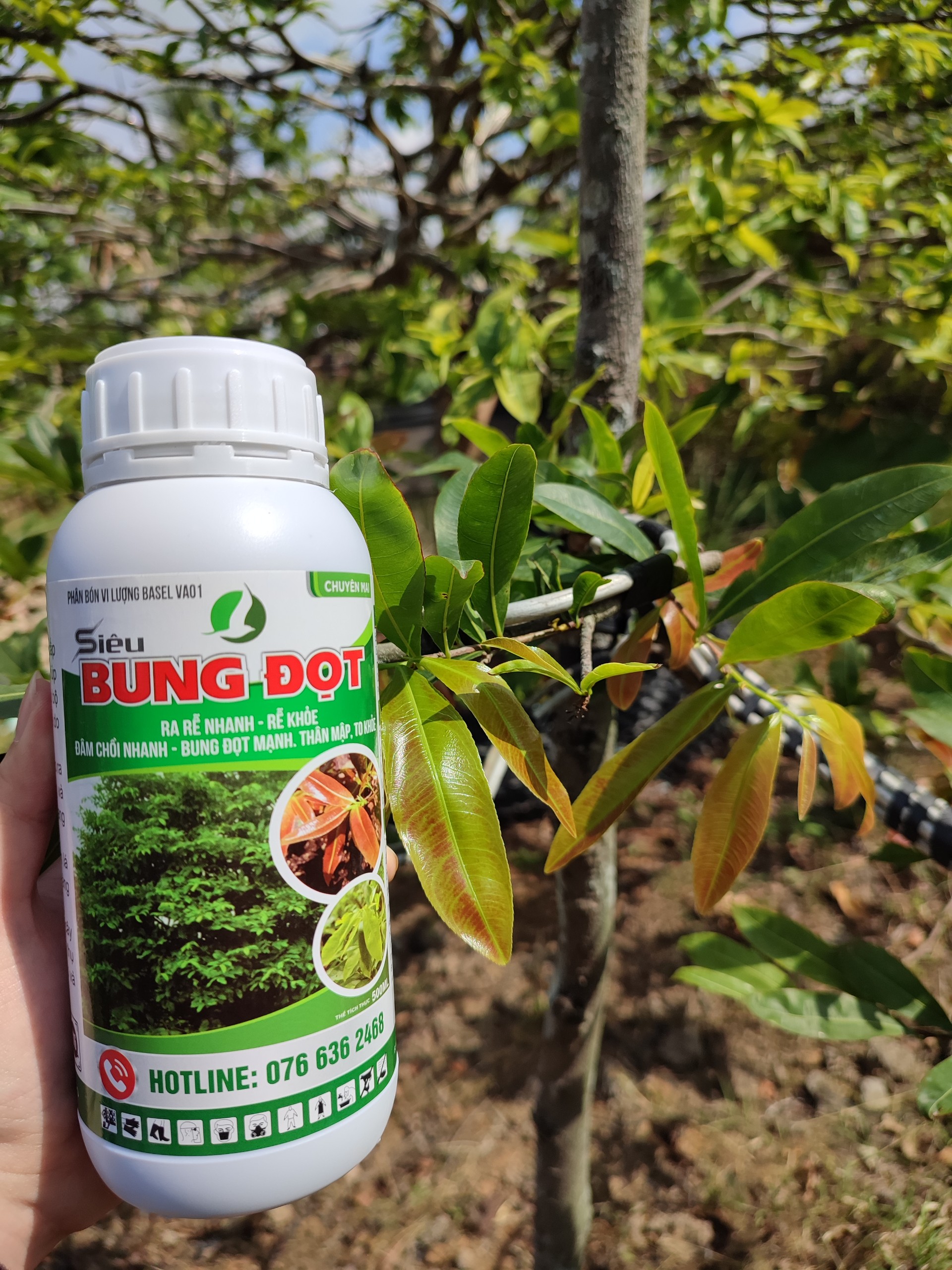 RA RỄ BUNG ĐỌT MAI VÀNG (siêu bung đọt chai 500ml)