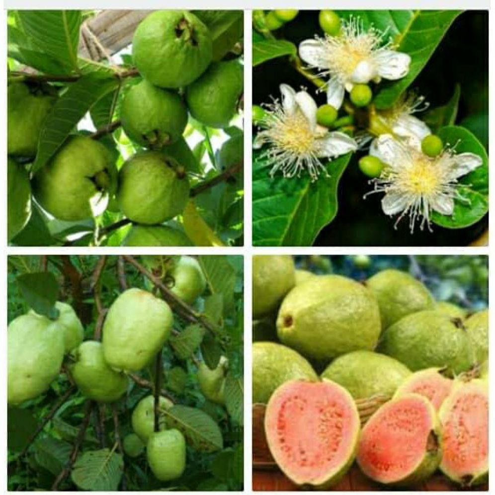 cây giống ổi xá lị đài loan