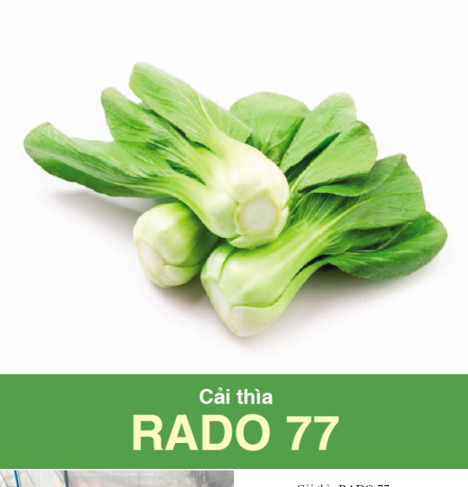 Hạt Giống Cải Thìa Rado 77 Rạng Đông Gói 20Gram