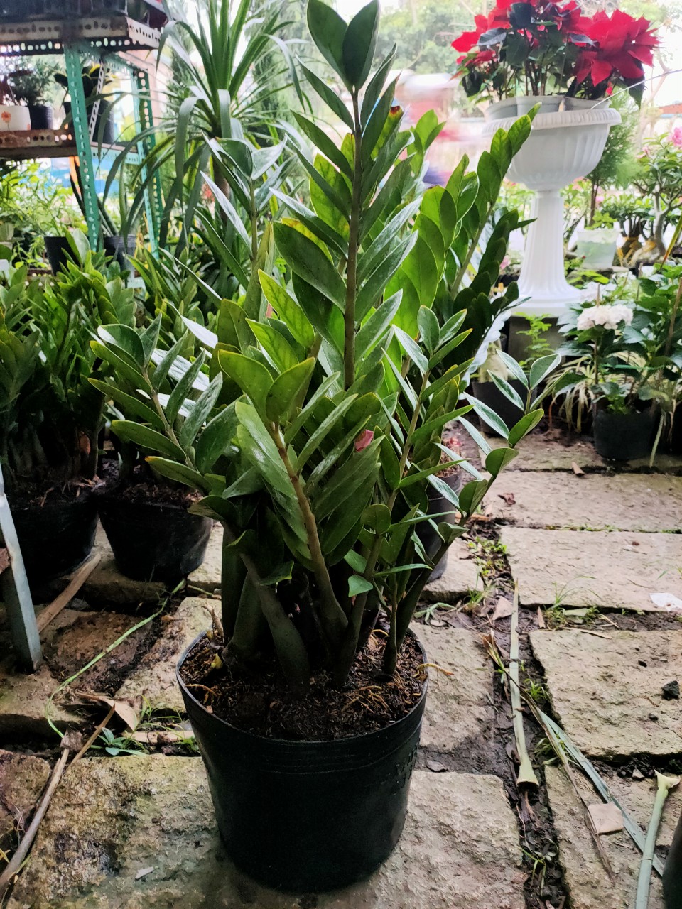 Cây Kim Tiền size 75 đến 80cm (cây phong thủy)