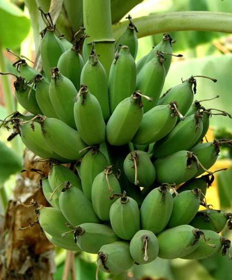 Cây giống chuối cau con tách mẹ