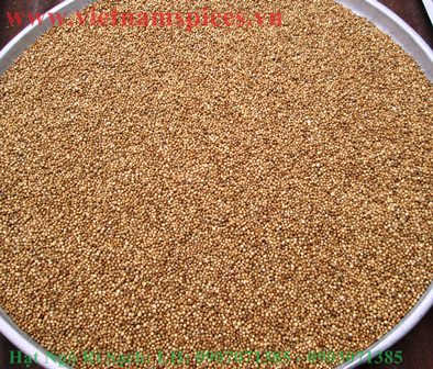 Hạt Ngò Rí Sạch 500gram