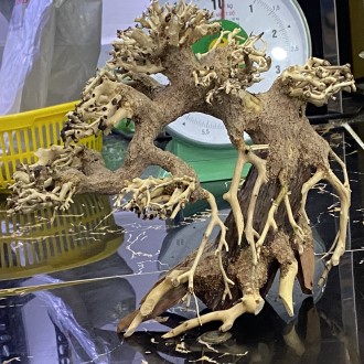 [Nhập RS0822 giảm 30k cho đơn 99k]Cây BONSAI mini cho hồ thủy sinh