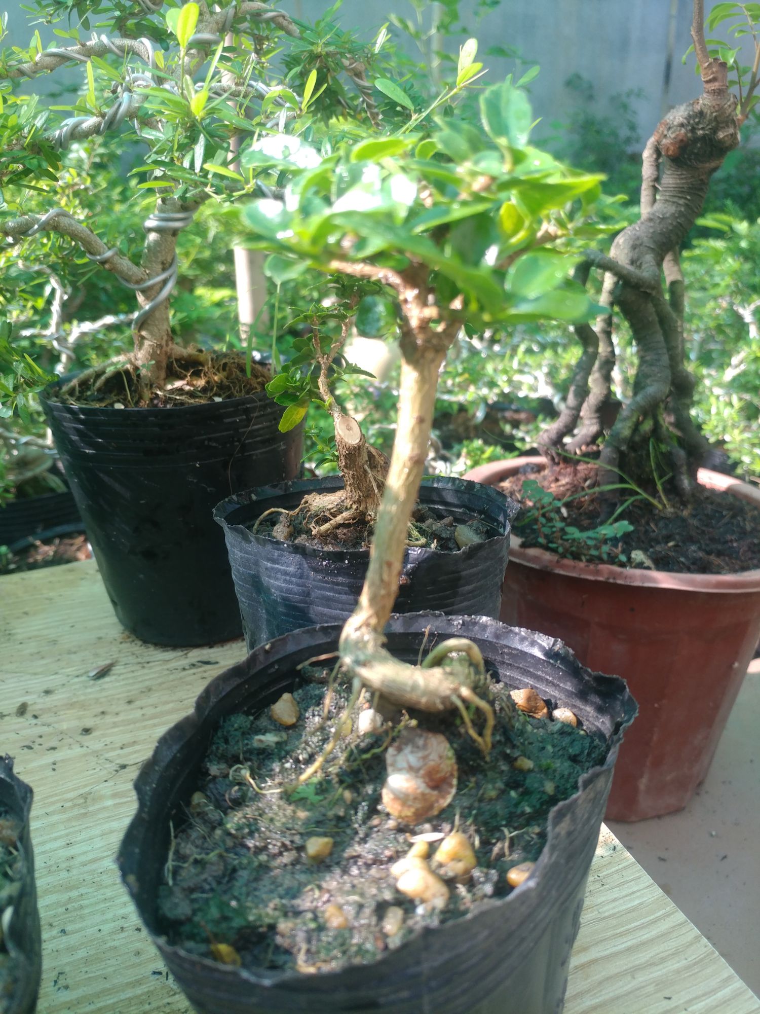 Sam hương siêu mini để bàn CỰC ĐẸP