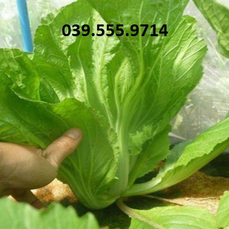 Hạt giống cải bẹ dưa - 50gam