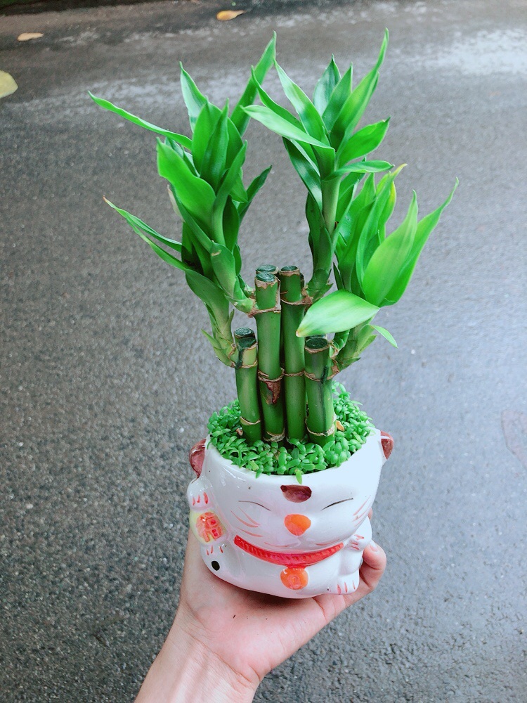 Chậu Trúc Phát Tài Mèo Thần Tài