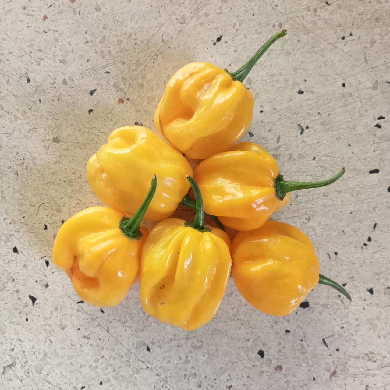 Cây (2 tháng) Ớt Habanero Yellow Siêu Cay