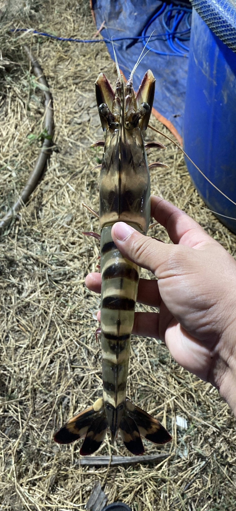 khoáng tạt cho Tôm trị cong thân