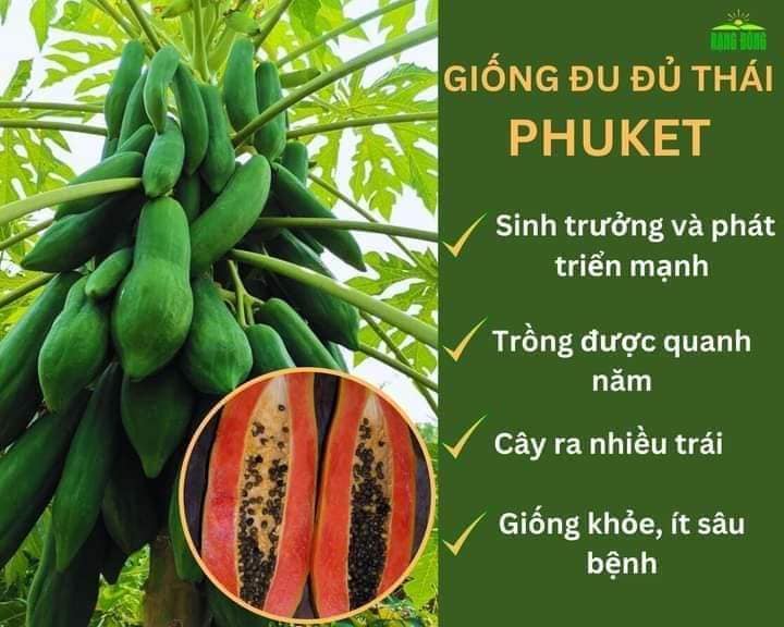 Hạt giống đu đủ lùn siêu ngọt Phuket Thái Lan ( gói 5gram - 150 hạt) - VTNT1