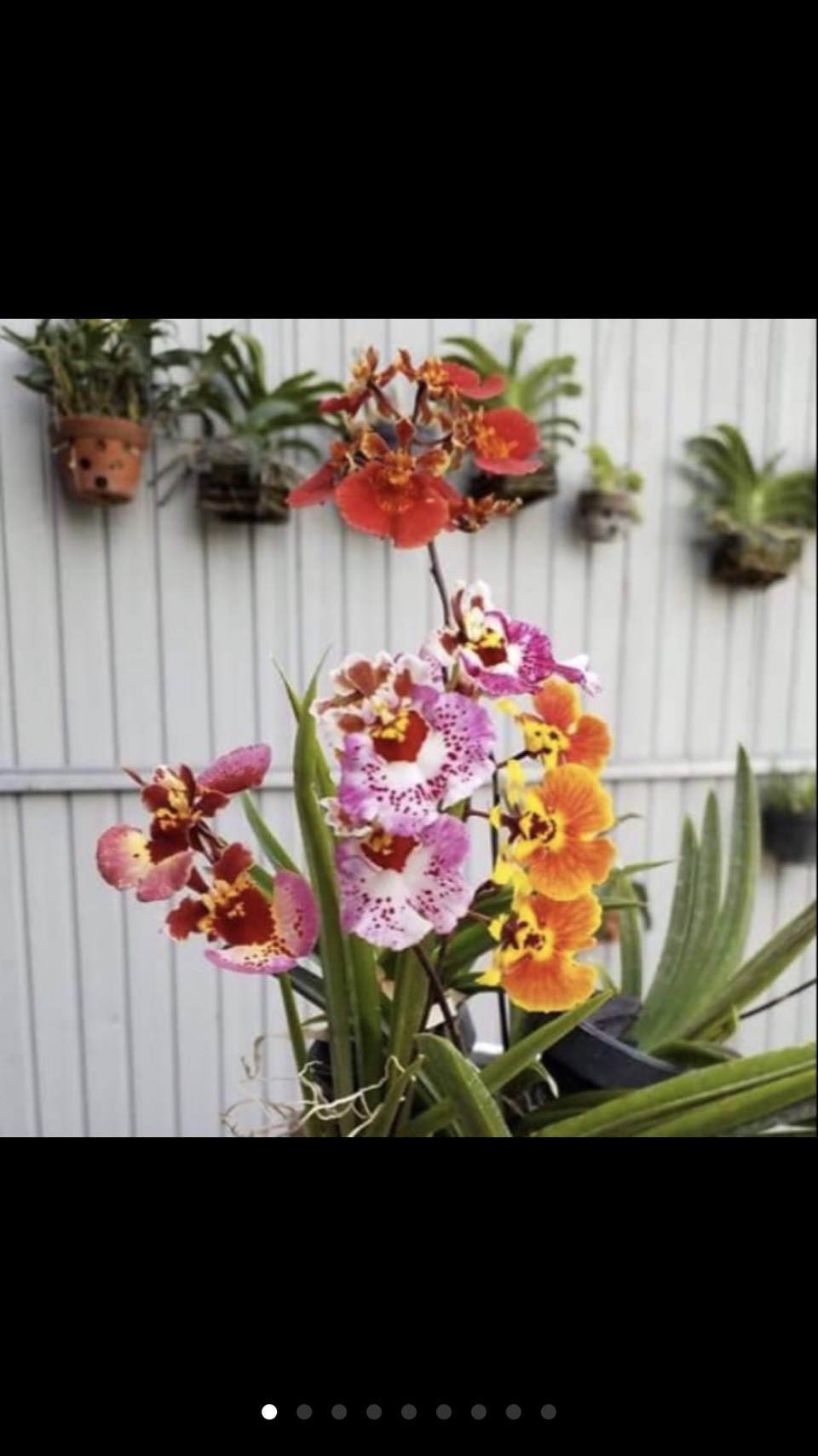 Hoa lan vũ nữ bút chì cây giống