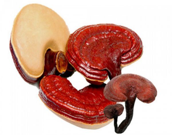 Nấm Linh Chi HQ Túi Sữa 1KG