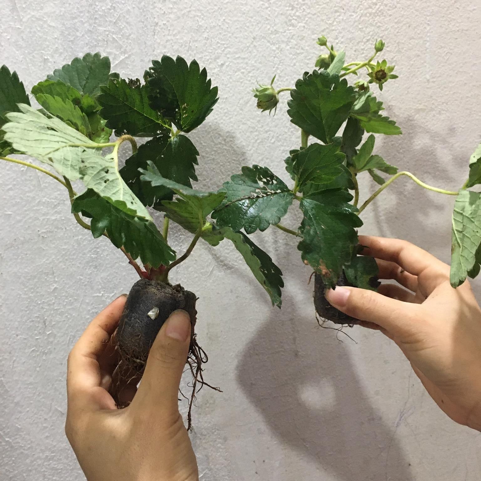 (CÓ Quả) bầu dâu tây đang hoa và quả (bầu bé)