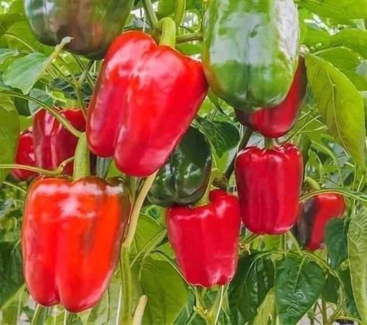 Cây ớt chuông loại to đang quả