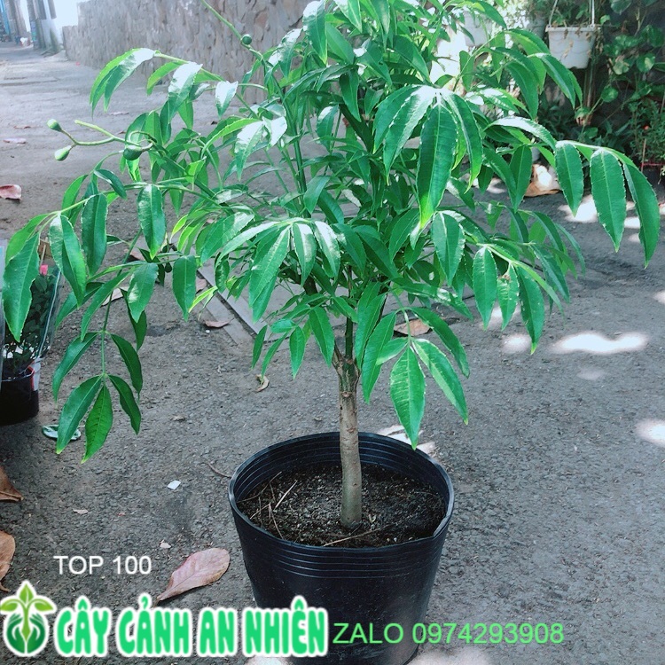 Cây Cóc Cho Sai Trái