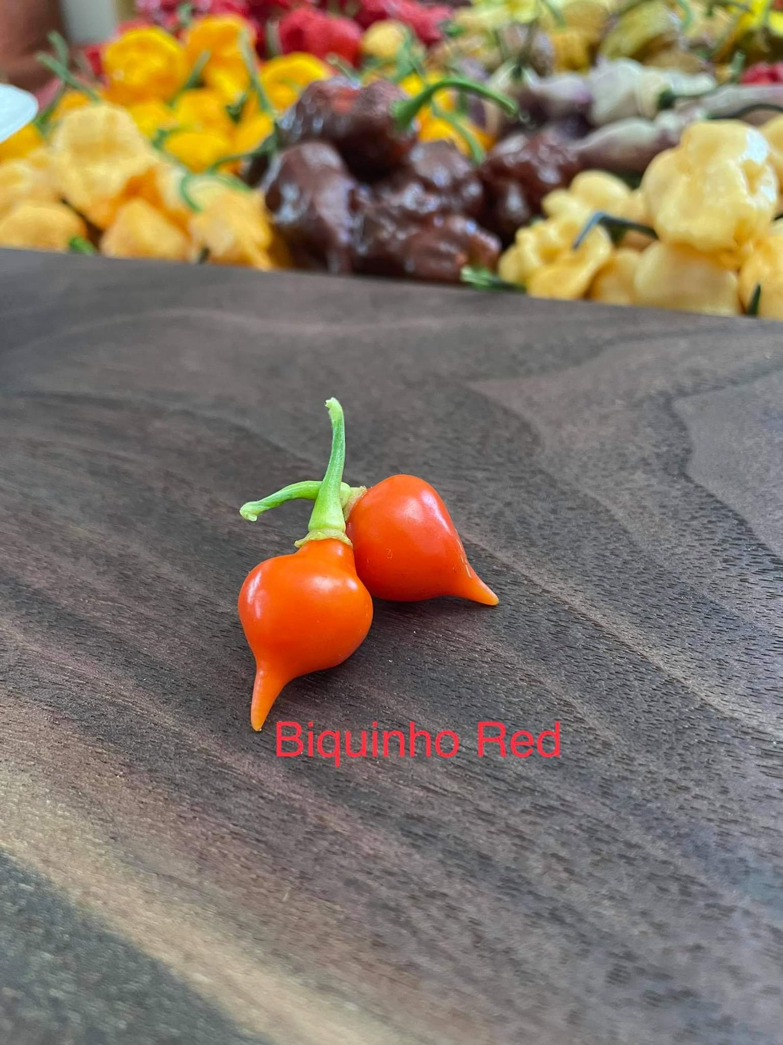 Cây Ớt Biquinho (ớt trái tim), cây giống đang hoa, trái