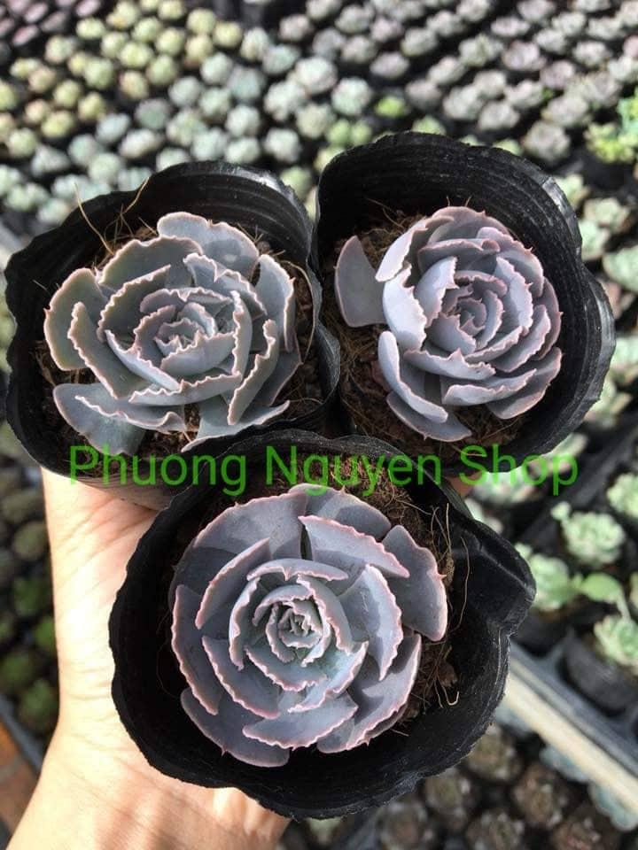 Sen Đá Bắp Cải