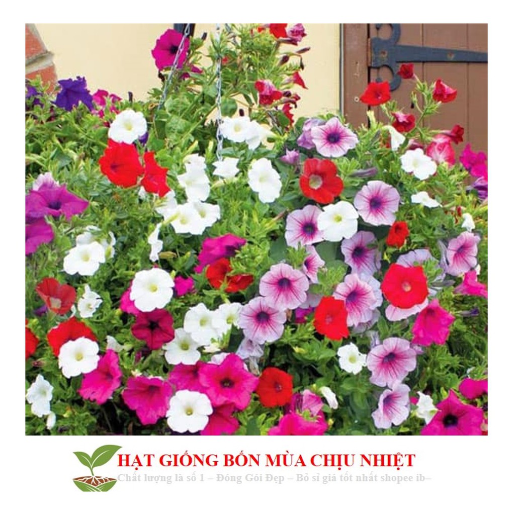 HG6 Hạt Giống Dạ yến thảo Mix 100 Hạt/ Gói