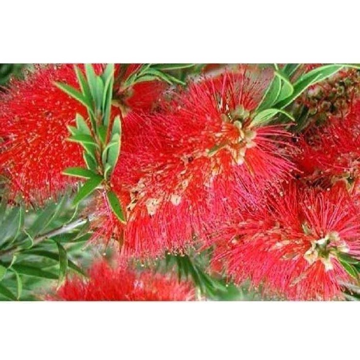 Cây hoa liễu đỏ rủ siêu hoa