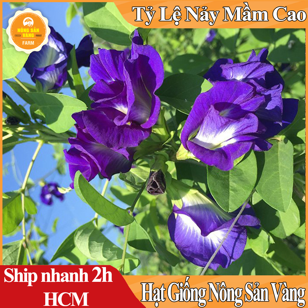 Monomer bean flower seeds are a climbing tree, Rosemary, for years, usually grown for fences or flowers truss (pack of 20 seeds)-shallow yellow product