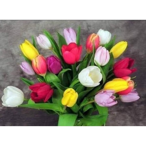 COMBO 5 CỦ GIỐNG HOA TULIP
