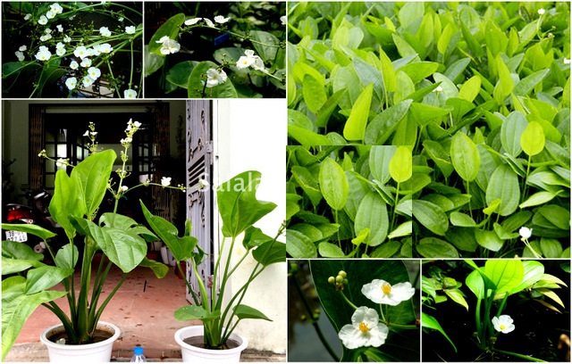 Cây BÁCH THỦY TIÊN, THỦY SINH