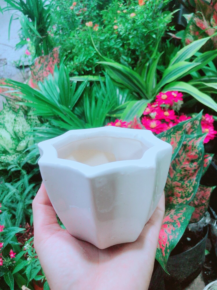 Chậu Trồng Cây (cao 8cm, ngang 9.5cm)
