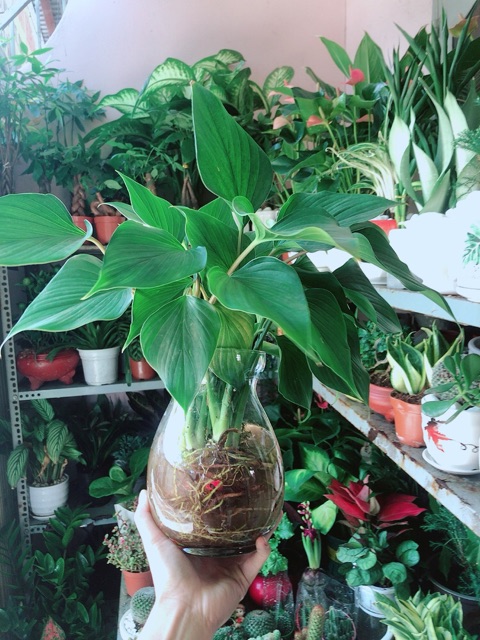Chậu Cây Thanh Tâm Thuỷ Sinh