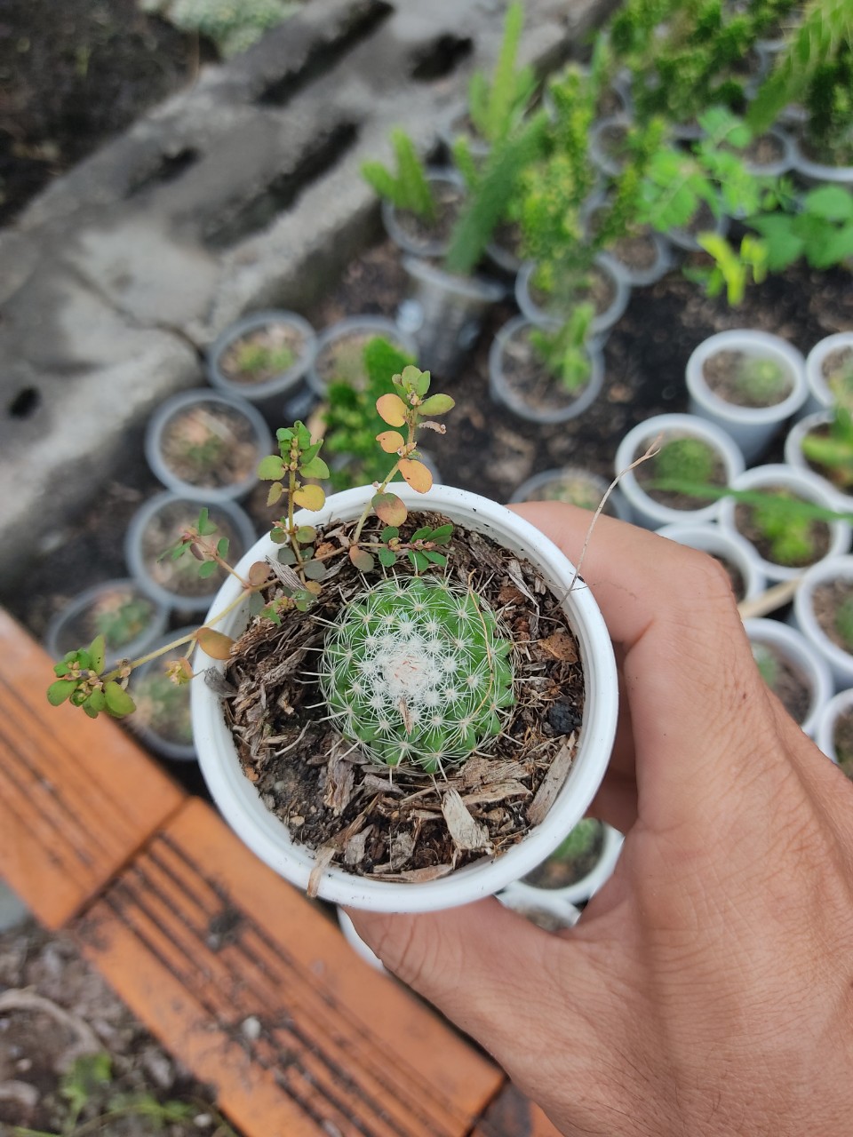 Xương rồng GAI TRẮNG (size chậu 5 cm)