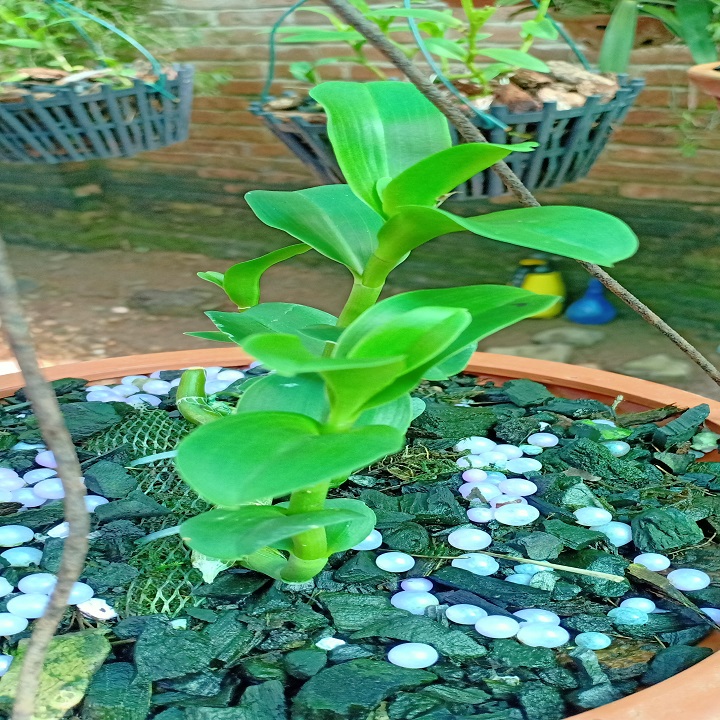 Hoa lan phi điệp - 5ct nha trang (cao 15cm,cây đẹp,bộ rẽ khỏe)