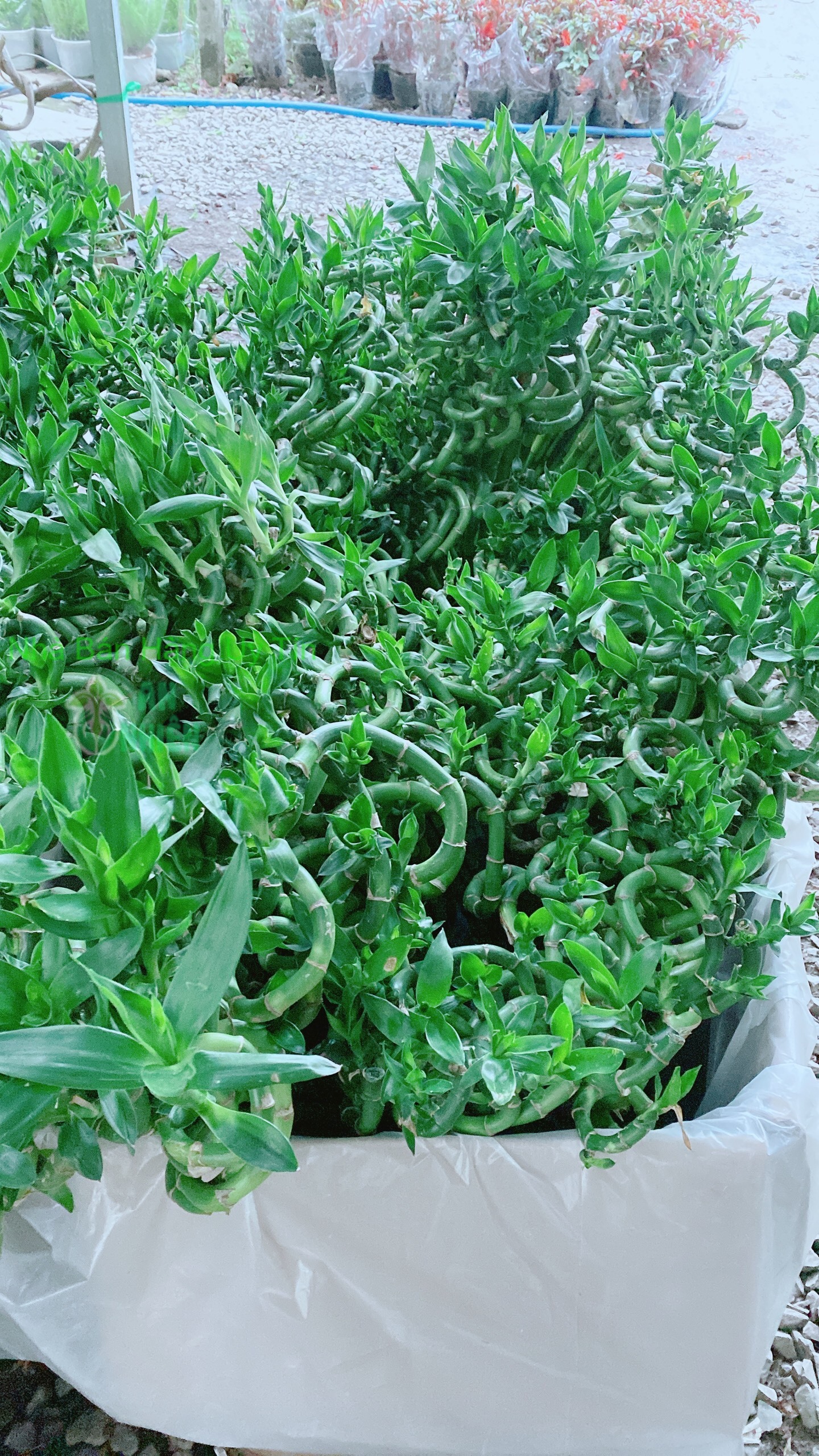 Bó Trúc Phát Tài Xoắn Cao 80cm (10 cây)